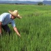 sobrero arrocero parque nacional del arroz